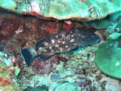 Epinephelus coeruleopunctatus