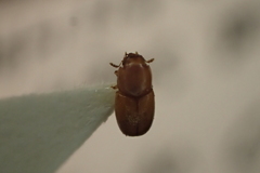 Cis castaneus