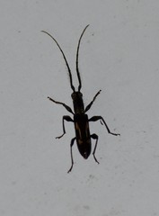 Neocompsa exclamationis