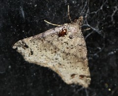 Lithilaria proestans