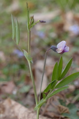 Lathyrus linifolius montanus