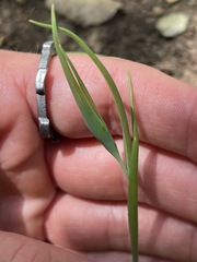 Calochortus pulchellus