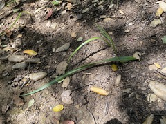 Calochortus pulchellus