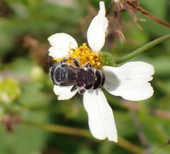 Megachile exilis