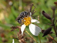 Megachile exilis