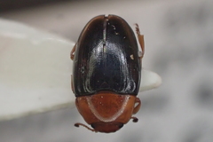 Triplax rufipes