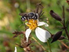 Megachile exilis