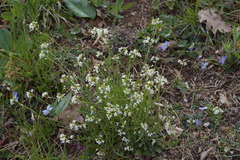 Arabidopsis halleri