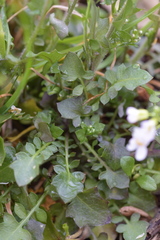 Arabidopsis halleri
