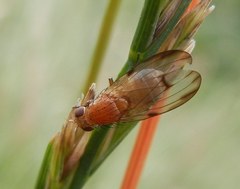 Minettia inusta