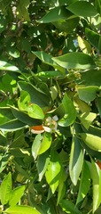 Citrus × aurantium
