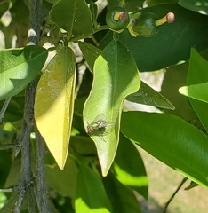 Lucilia sericata