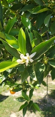 Citrus × aurantium