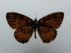 Uranothauma falkensteinii