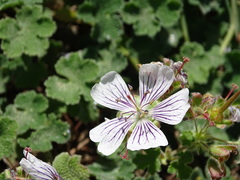 Geranium renardii