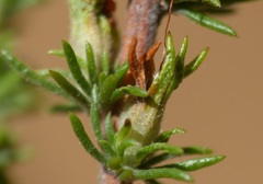 Aspalathus opaca opaca