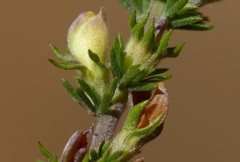 Aspalathus opaca opaca