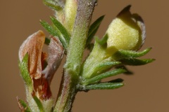 Aspalathus opaca opaca