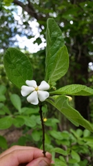 Catunaregam taylorii