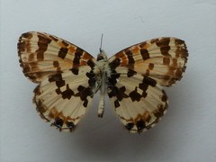 Uranothauma falkensteinii