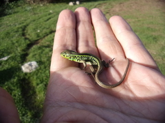 Lacerta media