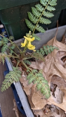 Corydalis cheilanthifolia