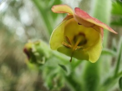 Scrophularia grandiflora