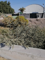 Buddleja sessiliflora