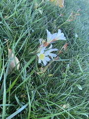 Zephyranthes candida