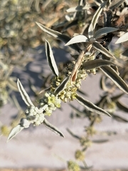 Buddleja sessiliflora