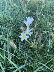 Zephyranthes candida