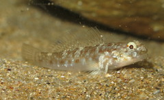 Bathygobius cocosensis