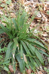 Carex platyphylla