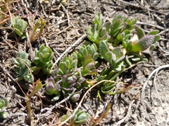 Chloropyron palmatum