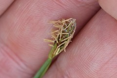 Carex platyphylla