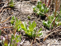 Chloropyron palmatum