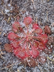Drosera cayennensis