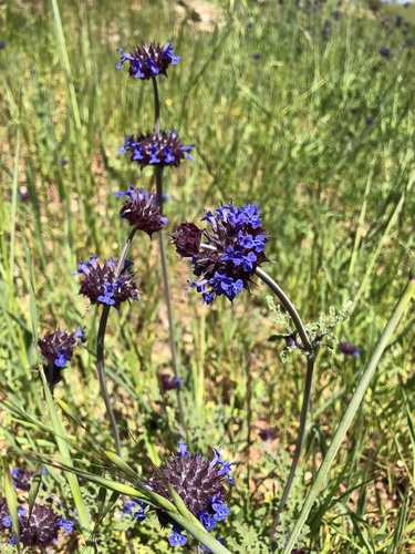 iNaturalist observation photo of Chia