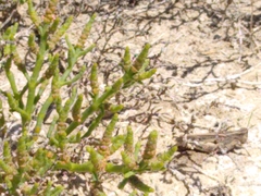 Arthroceras subterminale