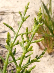 Arthroceras subterminale