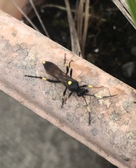 Ichneumon stramentor