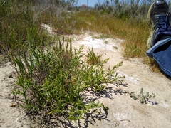 Arthroceras subterminale