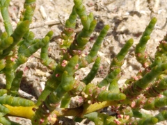 Arthroceras subterminale