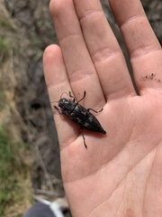 Chalcophora virginiensis