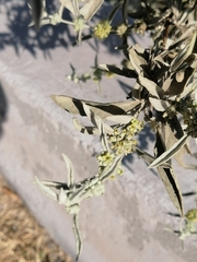 Buddleja sessiliflora