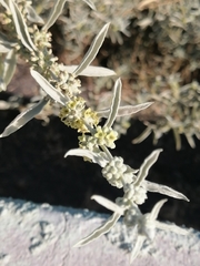 Buddleja sessiliflora