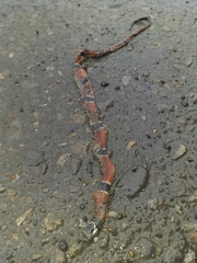 Micrurus dumerilii carinicauda