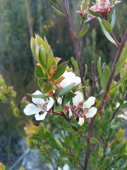 Leptospermum nitidum