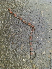 Micrurus dumerilii carinicauda