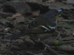 Fringilla coelebs palmae